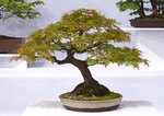 Gardening Scotland SBA Bonsai Tree Images