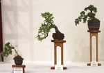 Gardening Scotland SBA Bonsai Tree Images