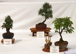 Gardening Scotland SBA Bonsai Tree Images