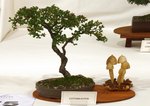 Gardening Scotland SBA Bonsai Tree Images