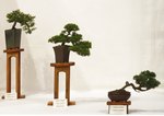 Gardening Scotland SBA Bonsai Tree Images