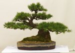 Gardening Scotland SBA Bonsai Tree Images