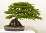 Gardening Scotland SBA Bonsai Tree Images