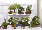 Gardening Scotland SBA Bonsai Tree Images