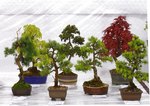 Gardening Scotland SBA Bonsai Tree Images