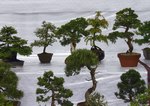 Gardening Scotland SBA Bonsai Tree Images