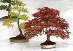 Gardening Scotland SBA Bonsai Tree Images