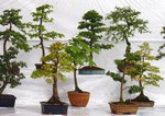 Gardening Scotland SBA Bonsai Tree Images