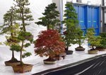 Gardening Scotland SBA Bonsai Tree Images