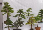 Gardening Scotland SBA Bonsai Tree Images