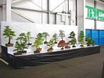 Gardening Scotland SBA Bonsai Tree Images