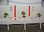 Gardening Scotland SBA Bonsai Tree Images