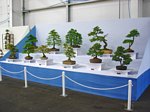 Gardening Scotland SBA Bonsai Tree Images