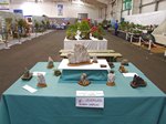 Gardening Scotland SBA Bonsai Tree Images