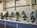 Gardening Scotland SBA Bonsai Tree Images