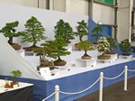 Gardening Scotland SBA Bonsai Tree Images