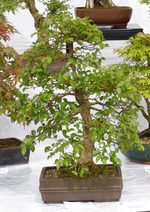 Gardening Scotland SBA Bonsai Tree Images