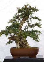 Gardening Scotland SBA Bonsai Tree Images