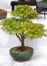 Gardening Scotland SBA Bonsai Tree Images