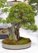 Gardening Scotland SBA Bonsai Tree Images