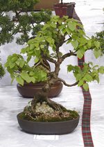 Gardening Scotland SBA Bonsai Tree Images