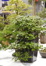 Gardening Scotland SBA Bonsai Tree Images