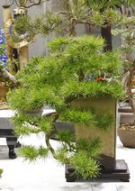 Gardening Scotland SBA Bonsai Tree Images