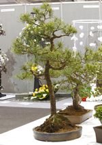 Gardening Scotland SBA Bonsai Tree Images