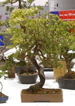 Gardening Scotland SBA Bonsai Tree Images