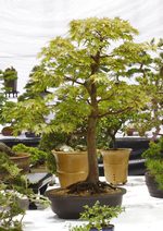 Gardening Scotland SBA Bonsai Tree Images