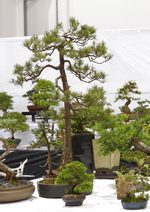 Gardening Scotland SBA Bonsai Tree Images