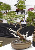 Gardening Scotland SBA Bonsai Tree Images