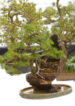 Gardening Scotland SBA Bonsai Tree Images