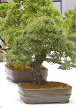 Gardening Scotland SBA Bonsai Tree Images