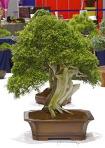 Gardening Scotland SBA Bonsai Tree Images