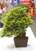 Gardening Scotland SBA Bonsai Tree Images