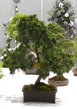 Gardening Scotland SBA Bonsai Tree Images