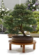 Gardening Scotland SBA Bonsai Tree Images