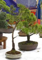 Gardening Scotland SBA Bonsai Tree Images