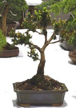 Gardening Scotland SBA Bonsai Tree Images