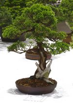 Gardening Scotland SBA Bonsai Tree Images