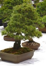 Gardening Scotland SBA Bonsai Tree Images