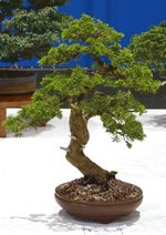 Gardening Scotland SBA Bonsai Tree Images