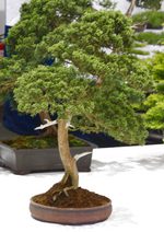 Gardening Scotland SBA Bonsai Tree Images