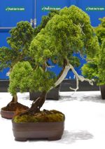 Gardening Scotland SBA Bonsai Tree Images