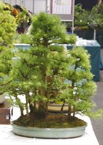 Gardening Scotland SBA Bonsai Tree Images