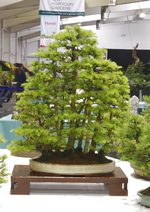 Gardening Scotland SBA Bonsai Tree Images