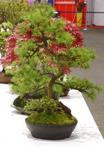 Gardening Scotland SBA Bonsai Tree Images