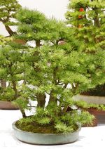 Gardening Scotland SBA Bonsai Tree Images