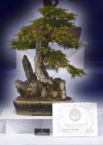 Gardening Scotland SBA Bonsai Tree Images